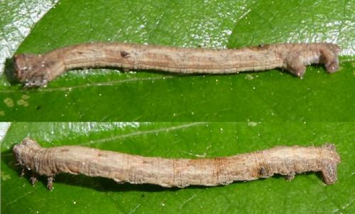 Peribatodes rhomboidaria